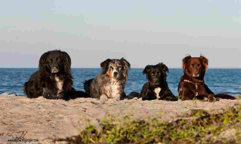 www.rudelurlaub.de Die Spezialisten für Urlaub mit Hund und mit 2, 3