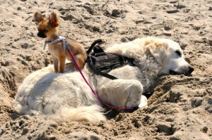 Platz 01 - Gaby Ritzerfeld - Elmie und Sunshine am Strand in Bredene