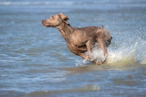 Platz 06 Sammy von Weimaranien - Mit Überschallgeschwindigkeit in der Nordseebrandung unterwegs