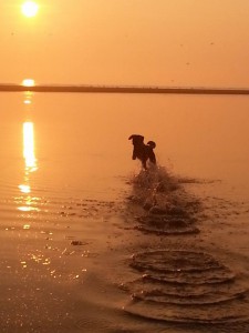 Platz 07 Ela Jaeschke - Kira am Strand in St. Peter-Ording