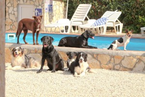 Platz 08 Andrea Cresnoverh - Lucy - Ares - Laika - Rucky - Aron - Nando und Maleika am Pool in Kroatien