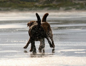 Platz 10 Nicole Nagel - Bear und Clay am Strand St. Peter Ording