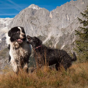Platz 13 Holger Neeb - Filou mit vierbeinigem Freund am Hochkönig