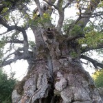 eiche20140720_204747