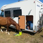 pferd20140715_152523