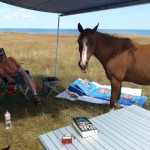 pferd20140716_132443