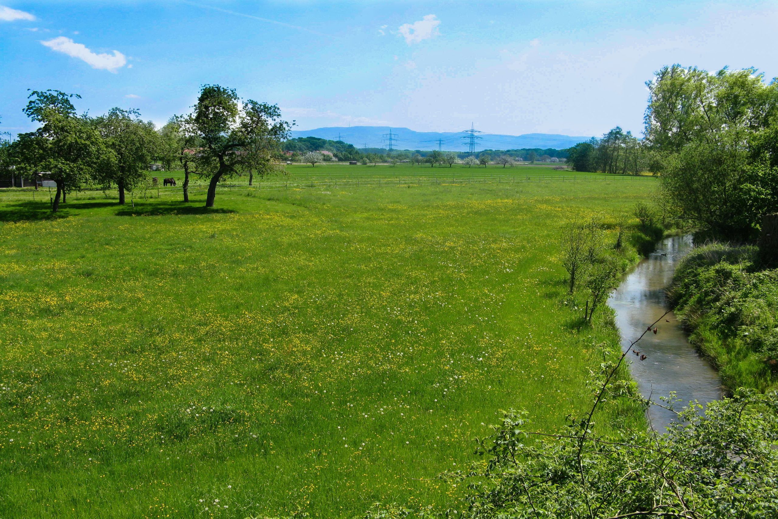 Schwarzwaldblick über grüne Wiesen