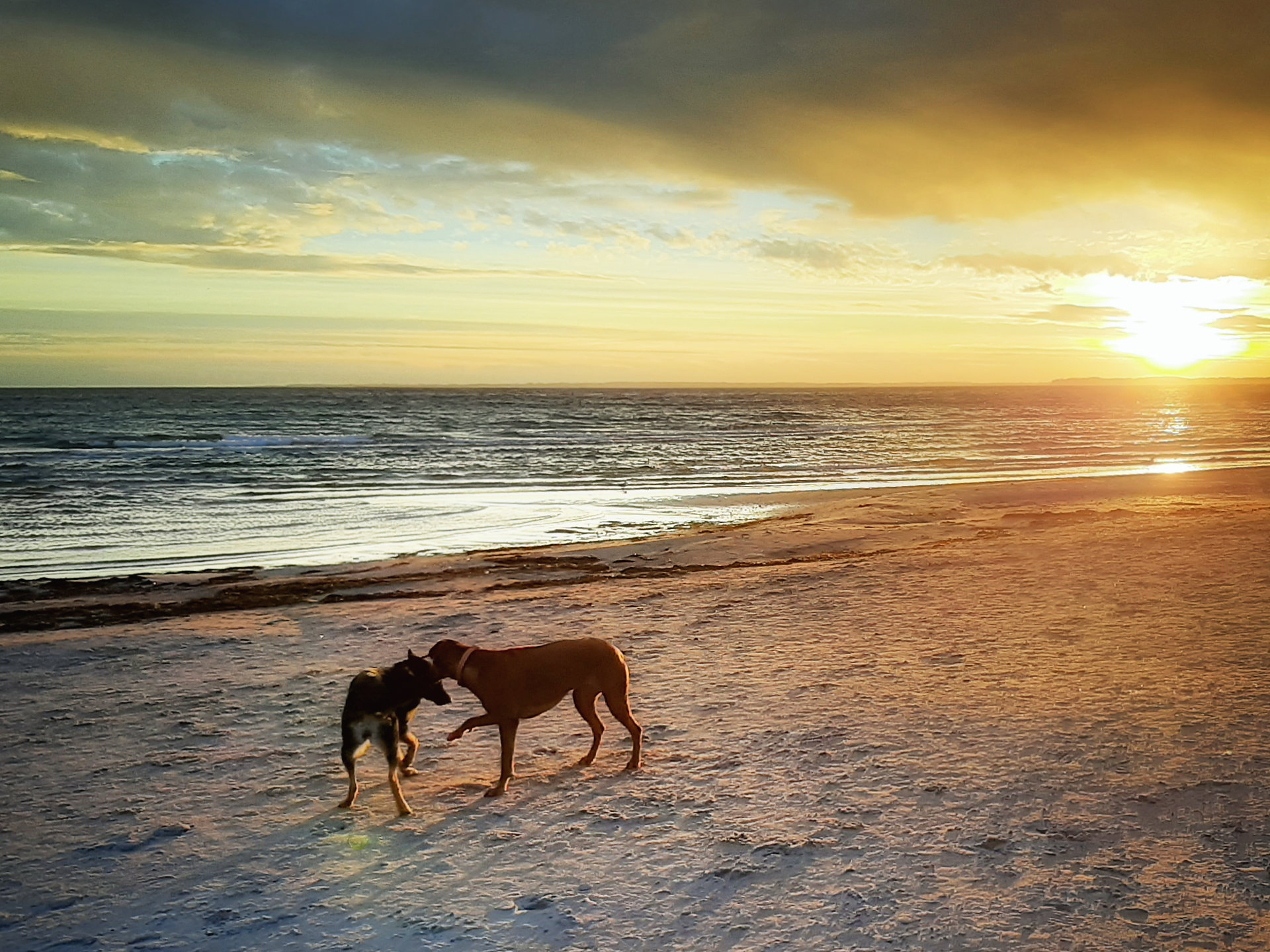 1124-Sonnenliebe-Bild 14 - unsere Hunde am Strand