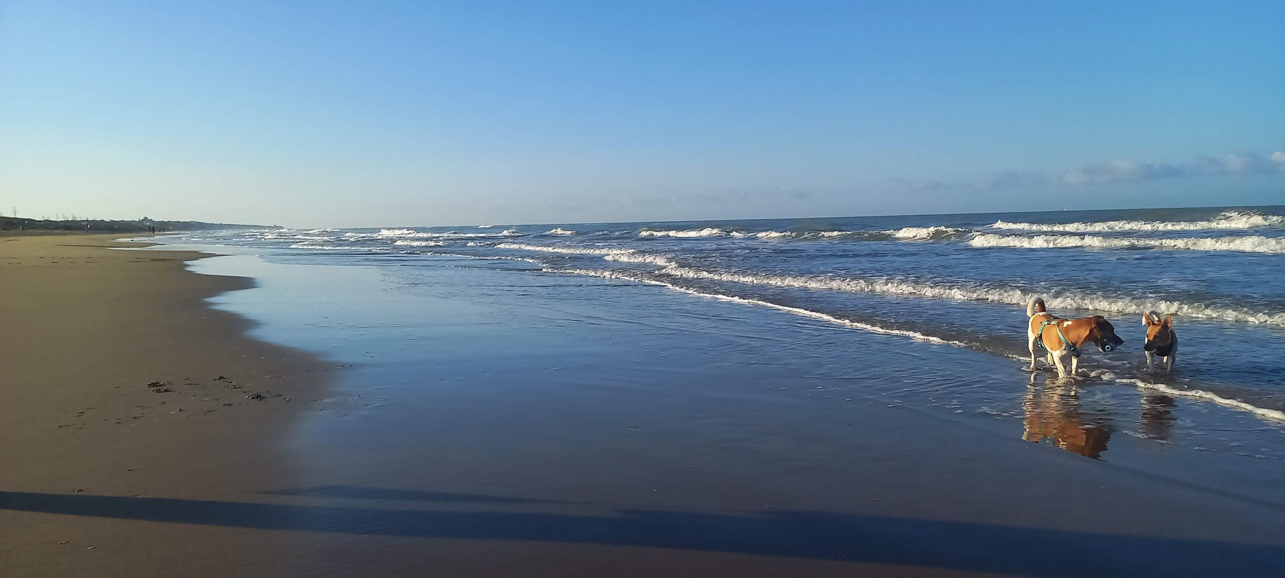 1230-Mare-dei-Cani-Felici-23 1230-Mare-dei-Cani-Felici-23